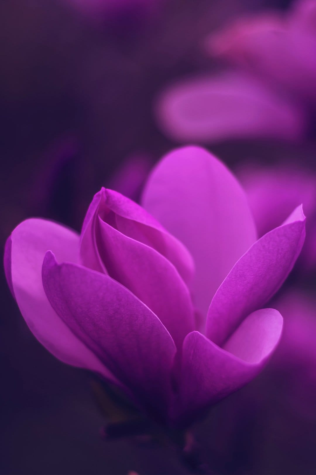 Radiant orchid blossoms with delicate petals glowing under golden hour light in a lush botanical garden.