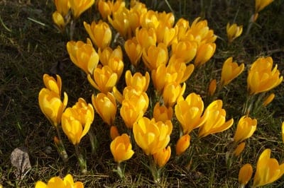 crocus flowers, yellow flowers, spring blooms, early spring, garden flowers, nature photography, floral background, botany, perennial flowers, outdoor photography, vibrant colors, sunlight, springtime, delicate petals, natural beauty, seasonal flowers, blooming plants, garden ideas, horticulture, wildflowers, golden yellow, botanical