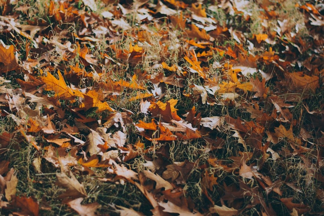 Scattered red and yellow autumn leaves rest on thin blades of grass from a high-angle overhead perspective.
