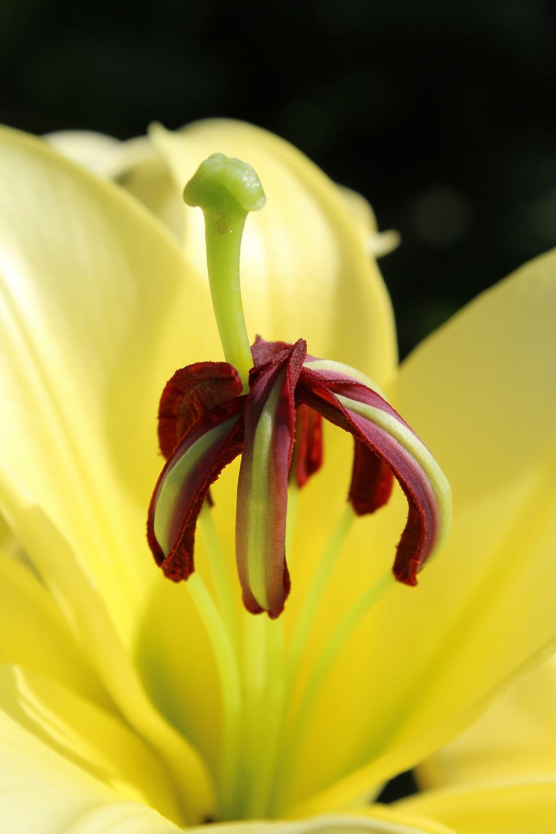 Red lily anthers and a green pistil stand against blurred yellow petals in a sharp macro botanical close-up.