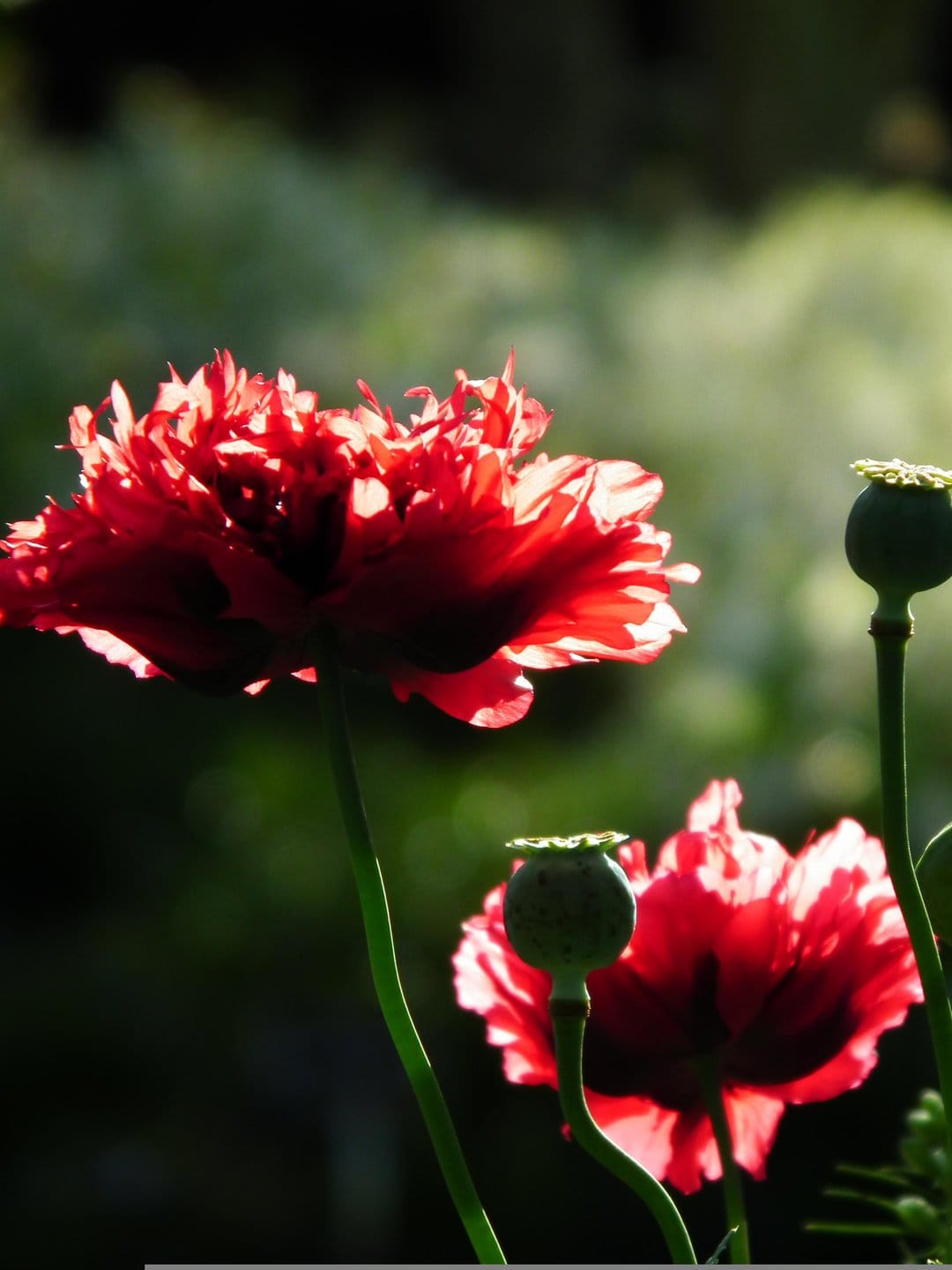 Crimson poppy flowers with sunlit translucent petals and green seed pods against a soft bokeh garden background.