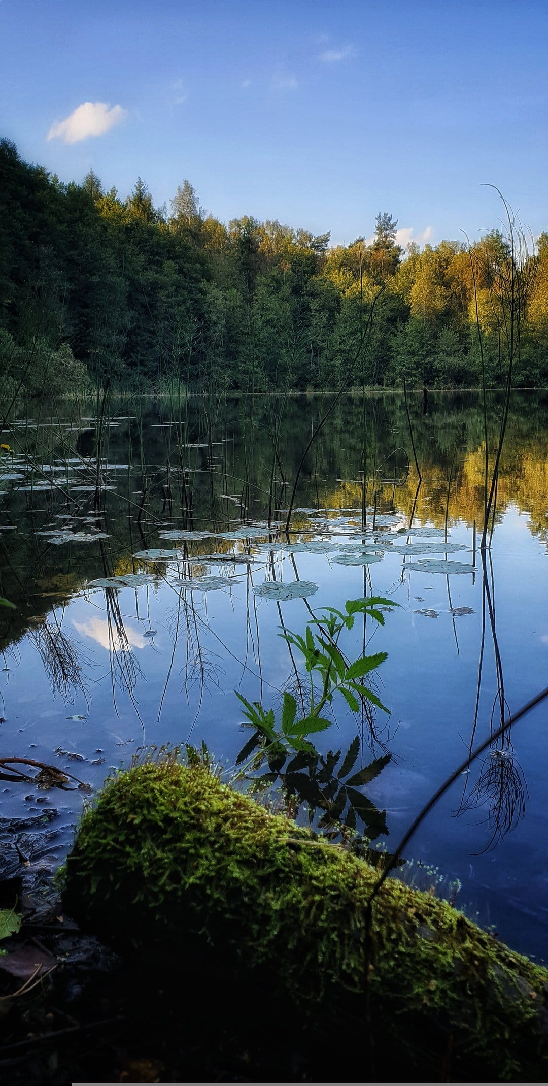 Moss-covered log rests in a still pond mirroring a lush green forest and blue sky with floating lily pads.