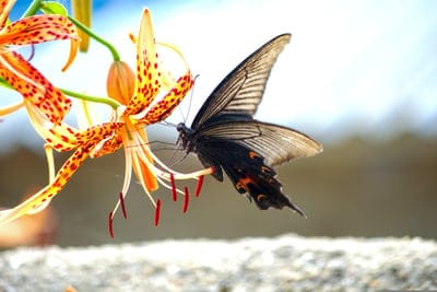 nature,beautiful flowers,flower background,flower wallpaper,insects,long tail now or,butterfly,summer,lily,flower,beautiful