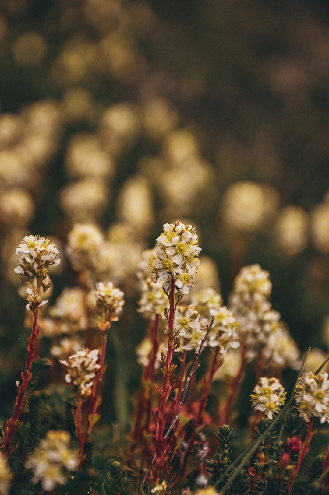 White wildflowers with yellow centers grow on red stems against a blurry golden background in a soft-focus meadow.