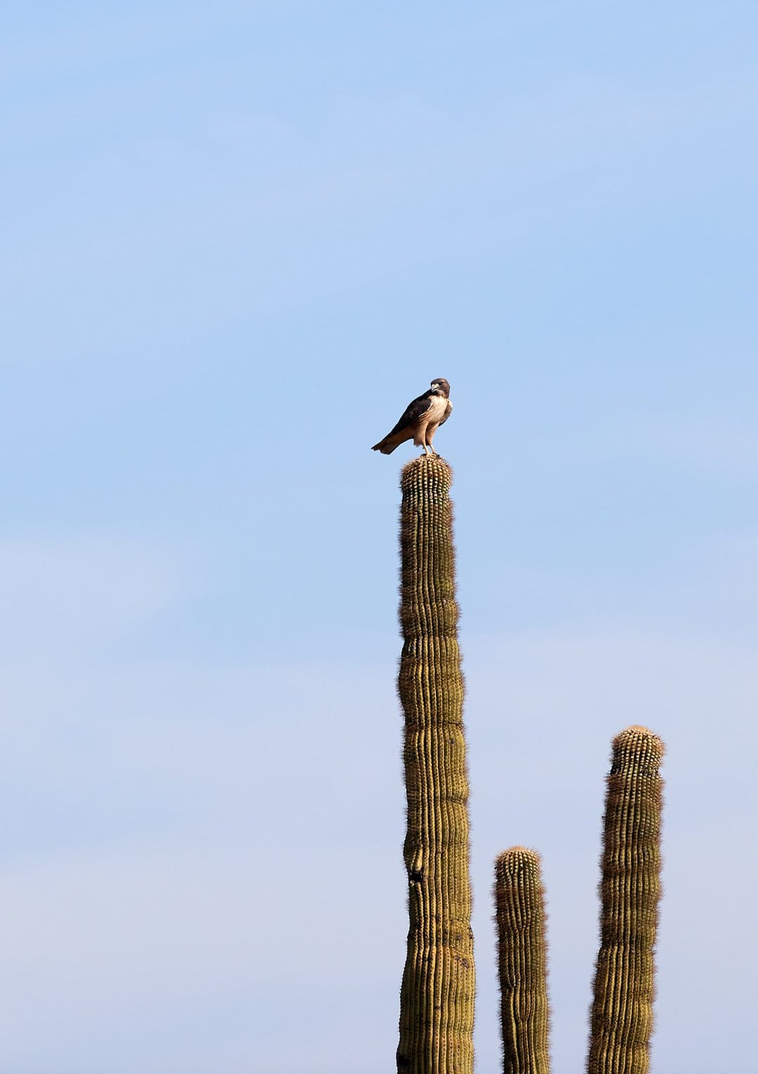Hawk perched on a Saguaro cactus tip against a vivid blue sky, displaying its feathers and sharp desert talons.