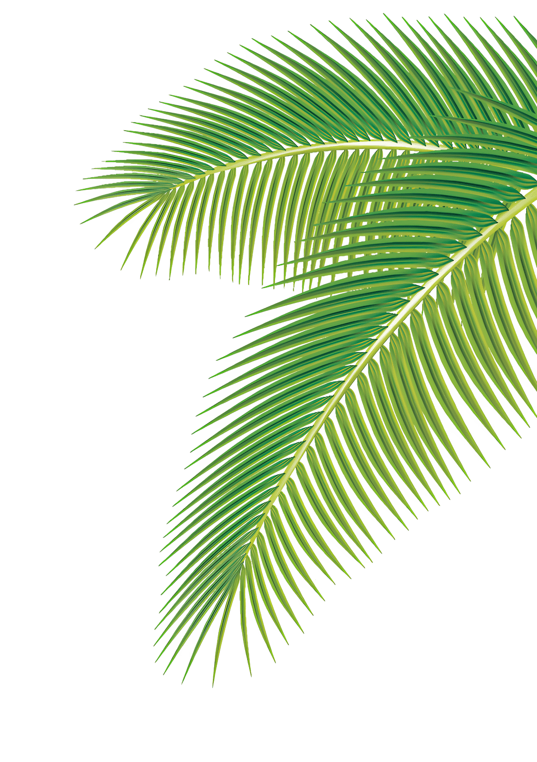 Tropical palm leaves illustration featuring detailed green foliage with organic stems and realistic leaf textures.