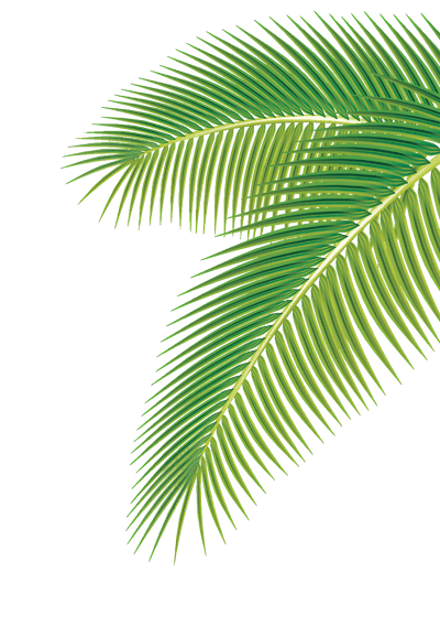 Png de fulla tropical, vector de fulles de palma, clipart de fullatge verd, il·lustració de vibracions de platja, disseny de fullatge de la selva, superposició de fulla transparent, art de verd exòtic, decoració de plantes ecològiques, tema tropical estiu Disseny inspirat en vacances, fullatge pintat a mà, paisatge paradís 