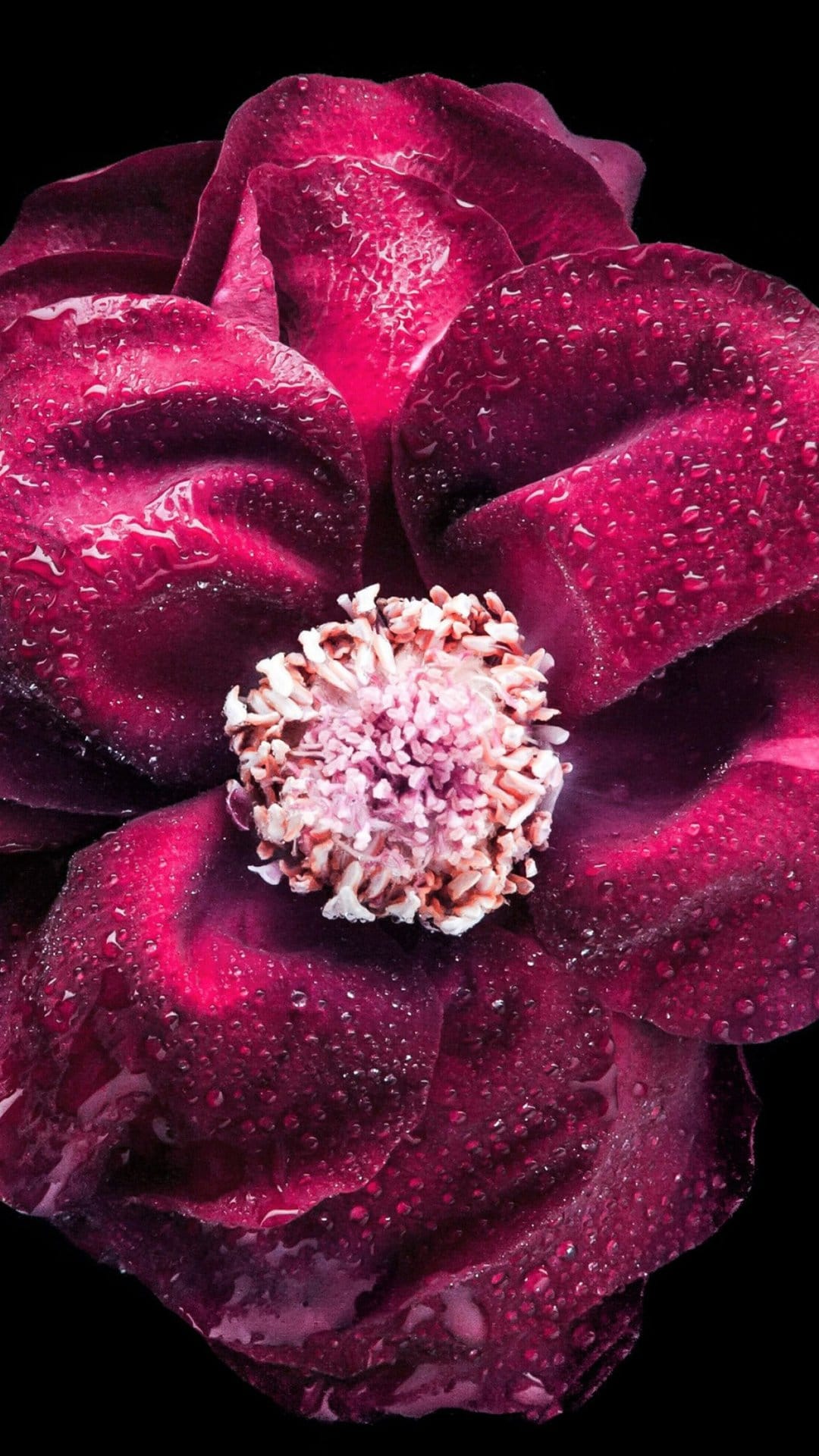 Dark magenta flower petals with fresh water droplets and yellow stamens against a deep black background.