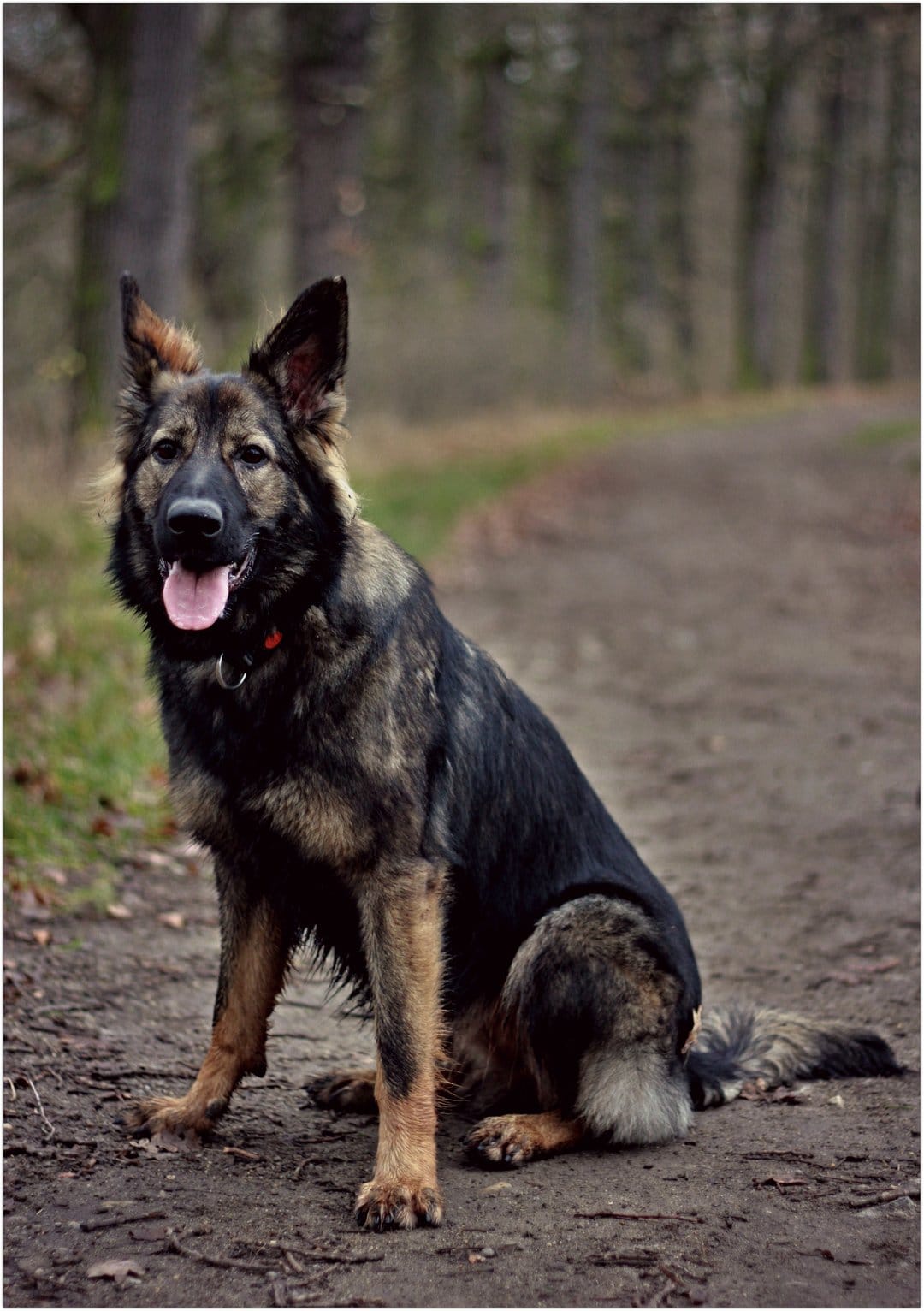 German Shepherd dog sits on a dirt forest path with alert ears and a blurred green woodland background.