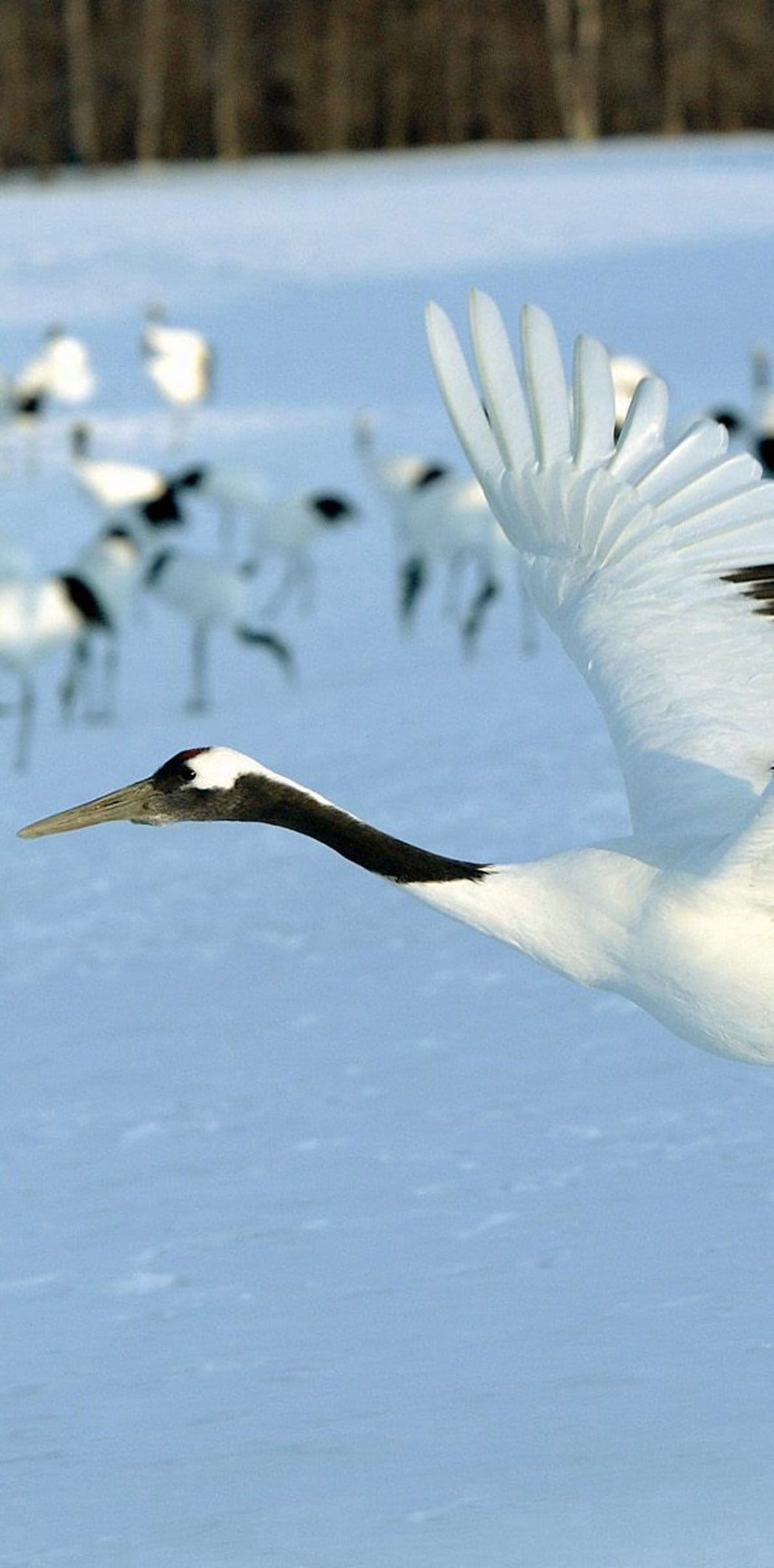 Red-crowned crane soaring with white wings spread wide against a pale blue sky and snowy ground with a distant flock.