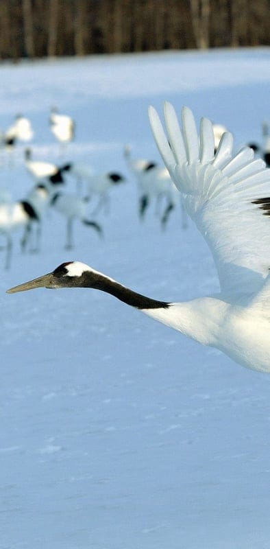 stork,snow,flock,bird,flight