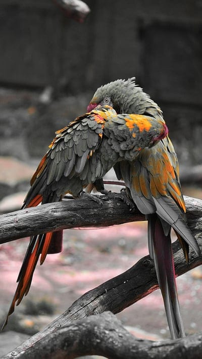 Love birds, bird, colors, parrot