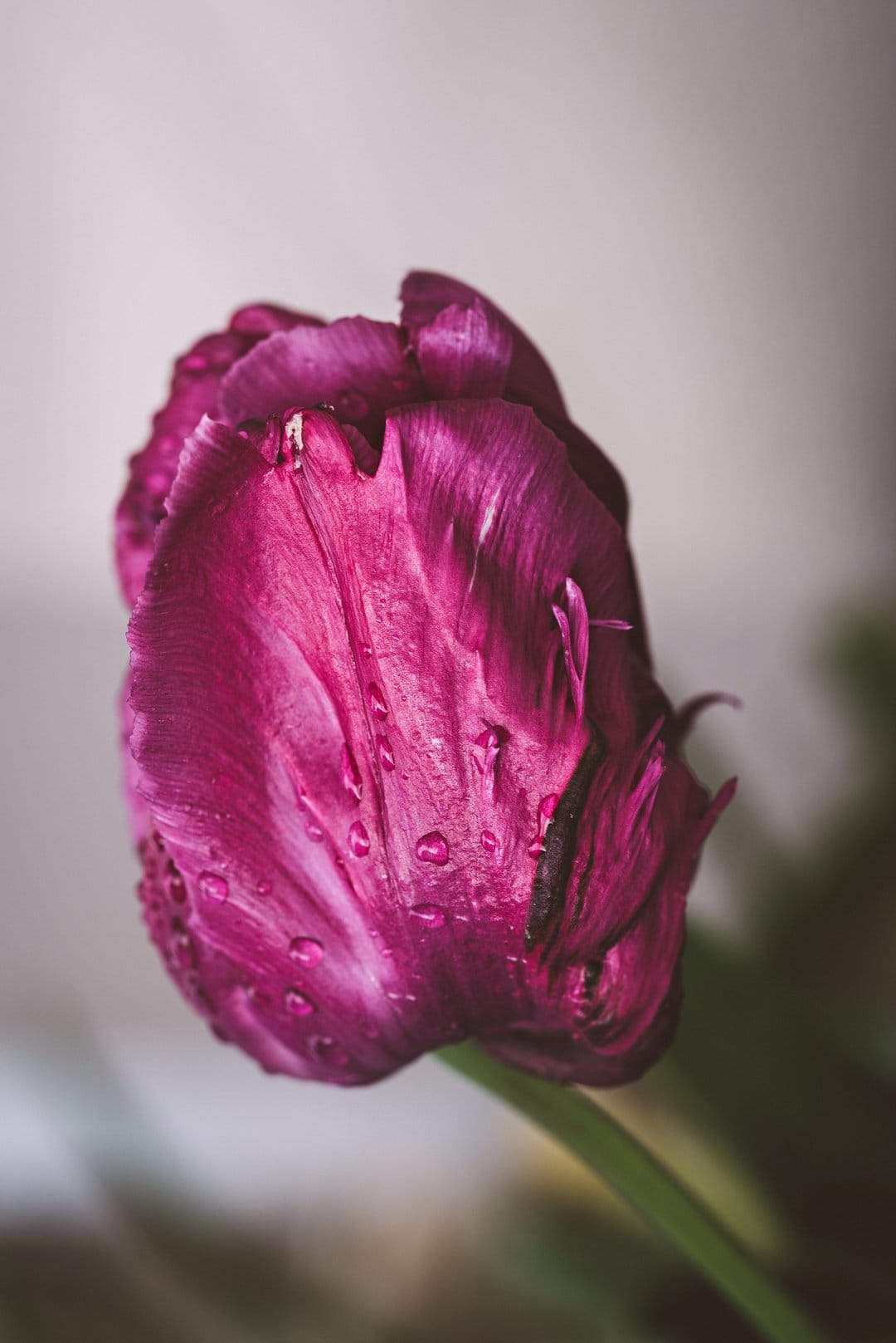 Purple parrot tulip petals with water droplets and ruffled edges captured in a close-up macro floral shot.