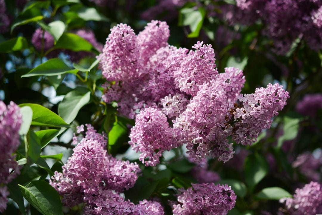 Lavender lilac blossoms with tiny four-petal florets clustered on a green stem under soft natural daylight.