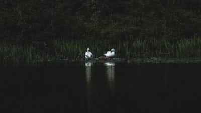 swans,bird,pond,grass