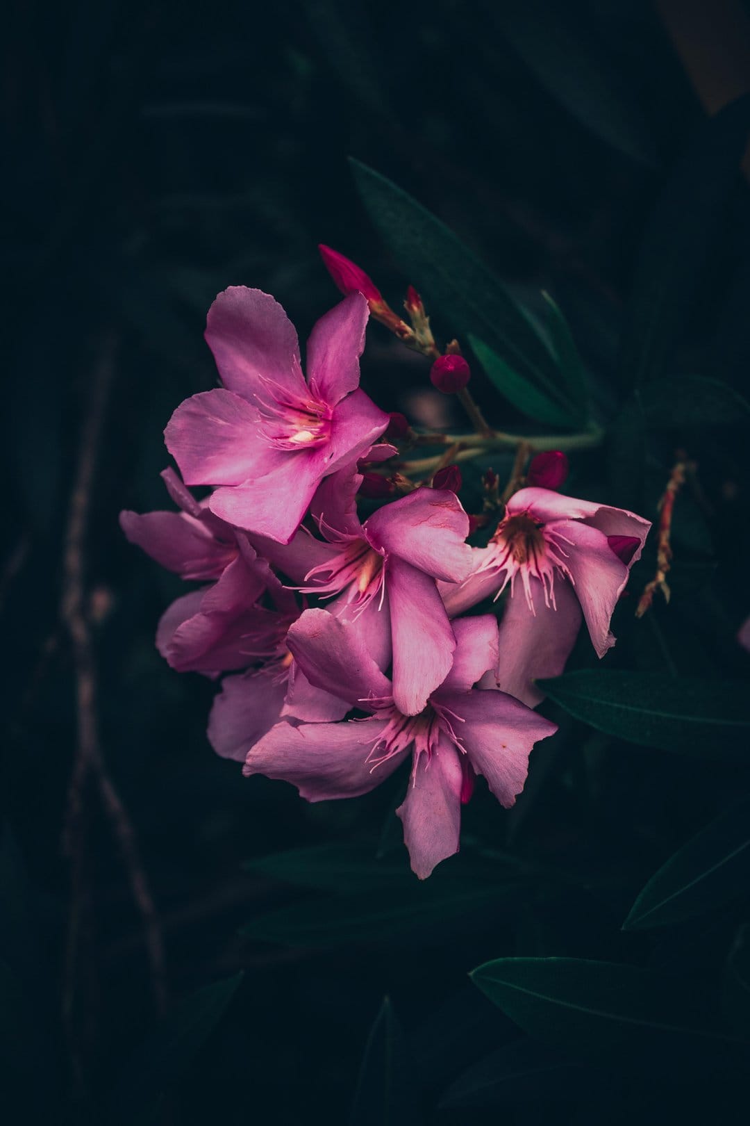 Pink oleander flowers with visible stamen bloom against a dark, moody background of shadowy green garden leaves.
