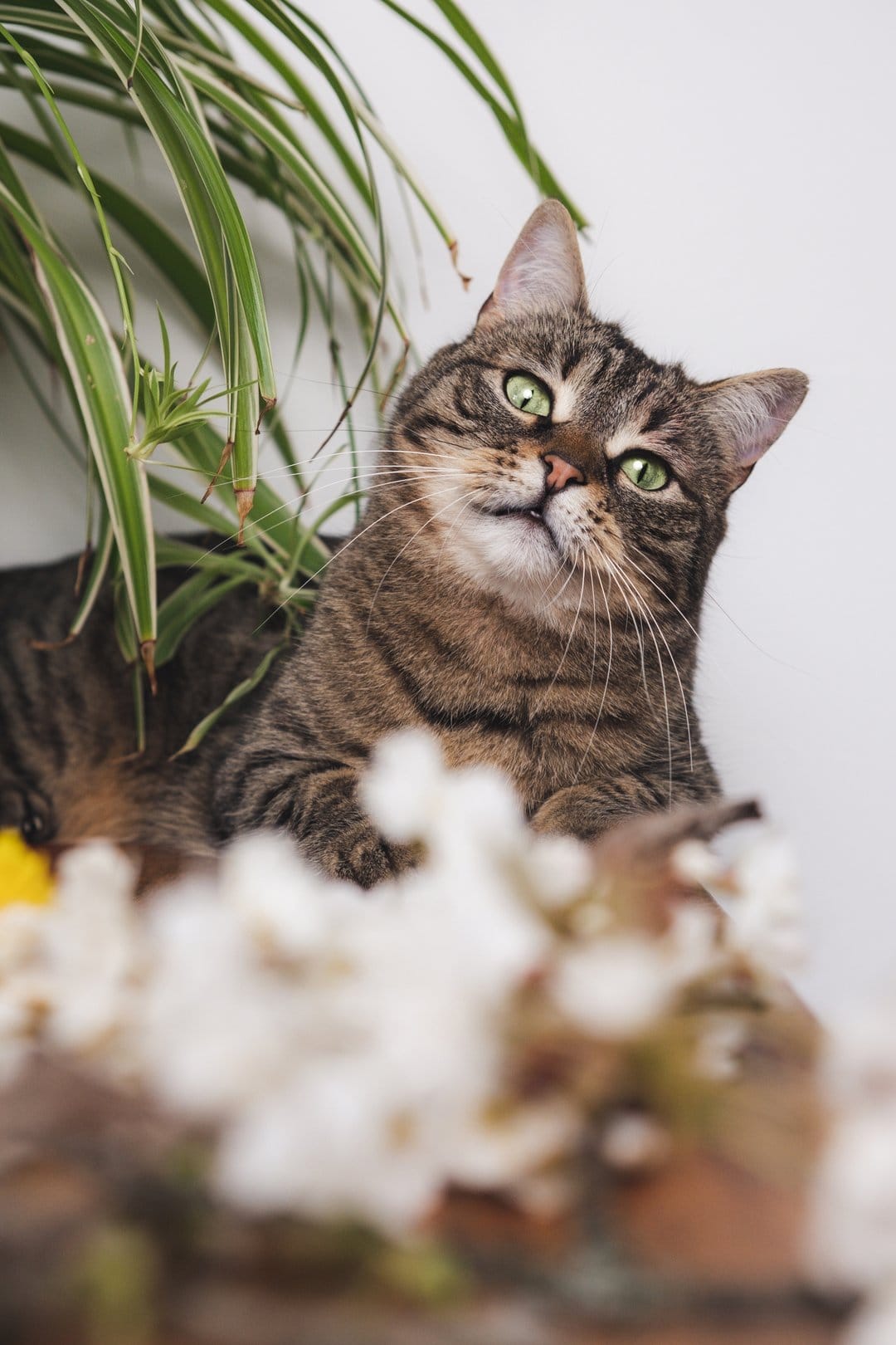 Tabby cat with bright green eyes gazes from behind thick green leaves and small white flowers in soft focus.