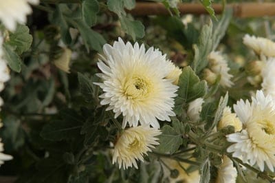 white chrysanthemum, chrysanthemum flowers, garden flowers, floral photography, flower close-up, blooming flowers, white flowers, yellow center, nature, botany, gardening, seasonal flowers, autumn blooms, purity, elegance, fragrant flowers, perennial flowers, garden display, natural beauty, plant life, flower petals