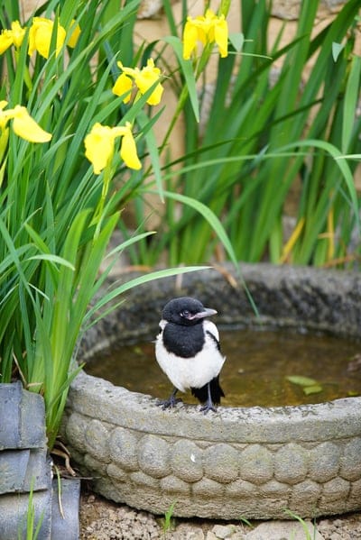 Magpie perched on a carved stone bird bath surrounded by blooming yellow iris flowers and green garden foliage.