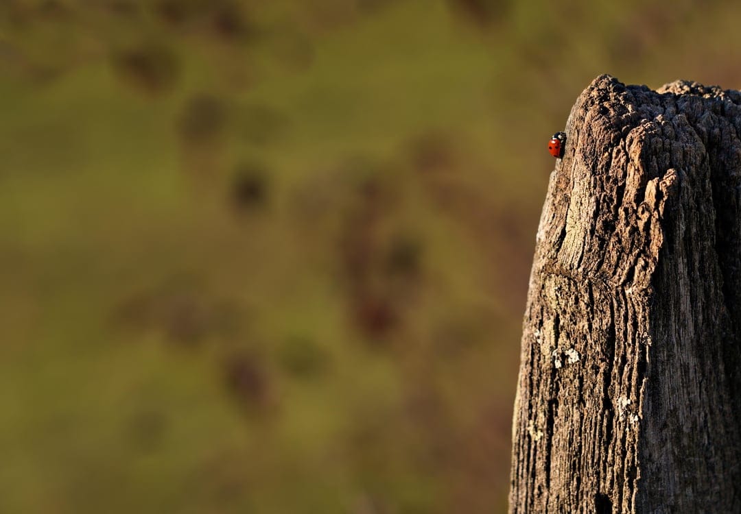 Red ladybug with black spots sits on a rustic wooden post against a soft green and brown blurred background.