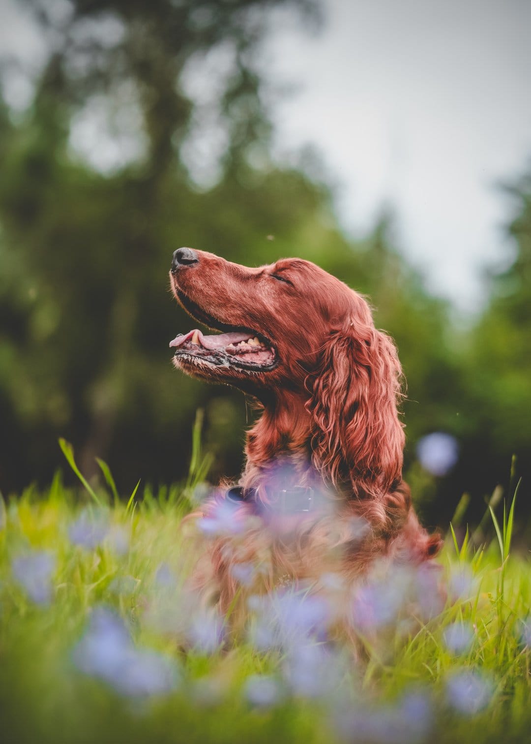 Irish Setter with closed eyes sits in a green meadow filled with purple wildflowers and soft background bokeh.