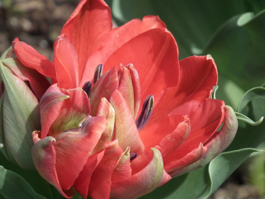 Salmon pink double tulip with ruffled petals and dark stamens centered against a soft green foliage background.