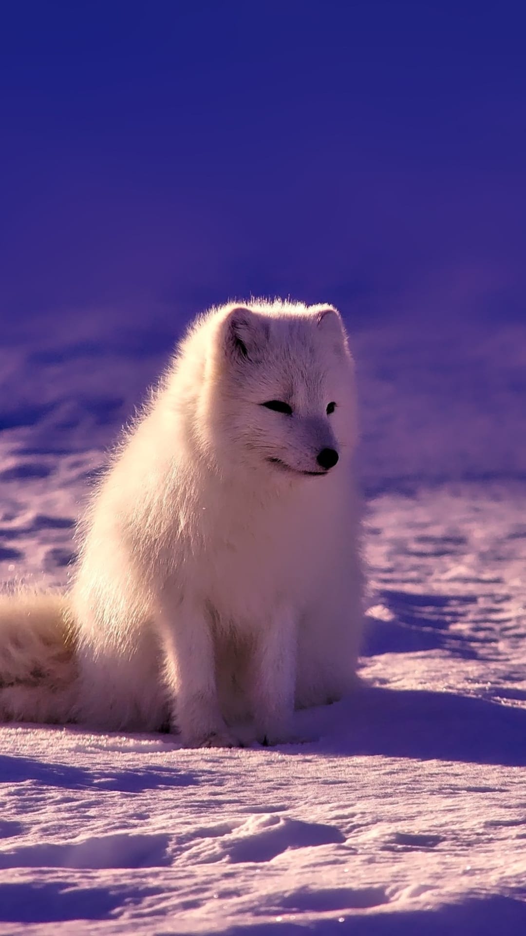 Arctic fox with thick white fur sits in a snowy landscape under ethereal purple light with its head tilted.