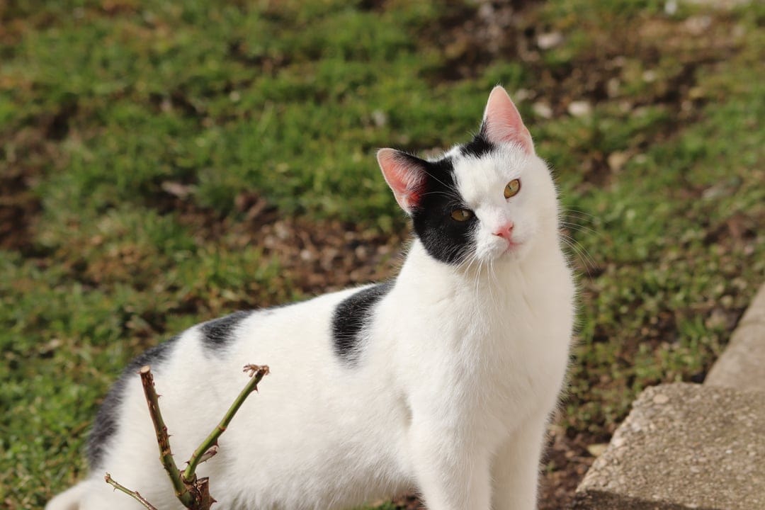 Black and white cat with an eye patch gazes forward while sitting on a grassy lawn during a bright afternoon.