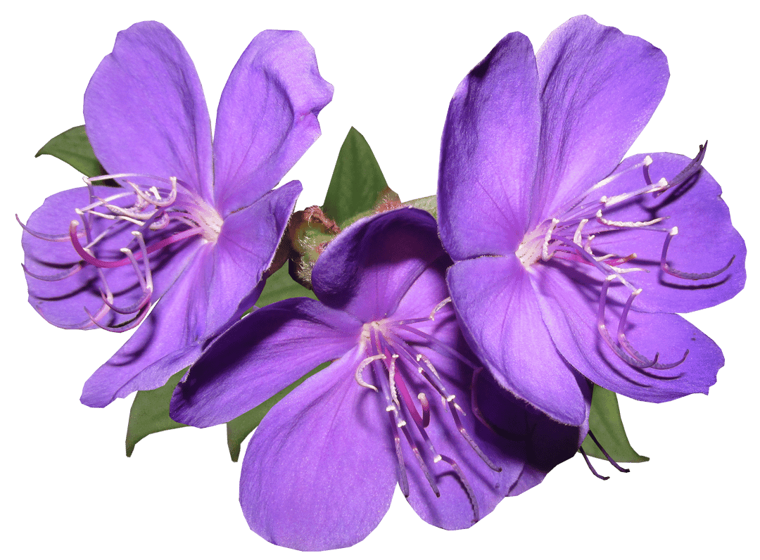Purple Tibouchina flowers with prominent curved stamens and soft petals against a blurred green background.