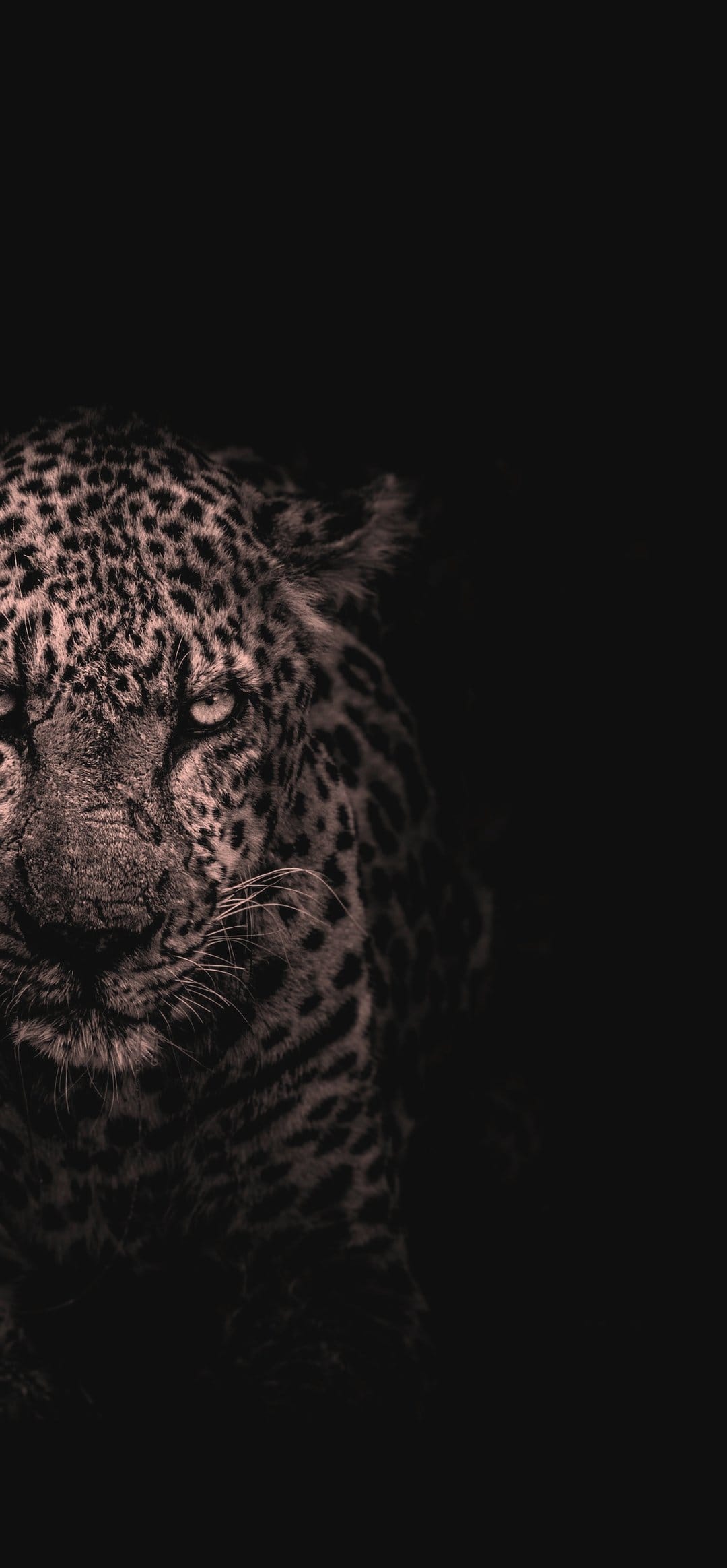 Leopard face close-up featuring intense golden eyes and rosetted fur emerging from a dark, low-key background.