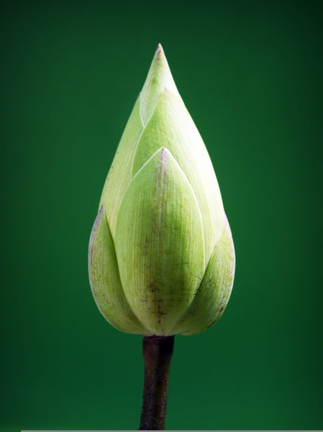 Green lotus bud with layered petals and a pointed tip centered on a solid emerald green studio background.