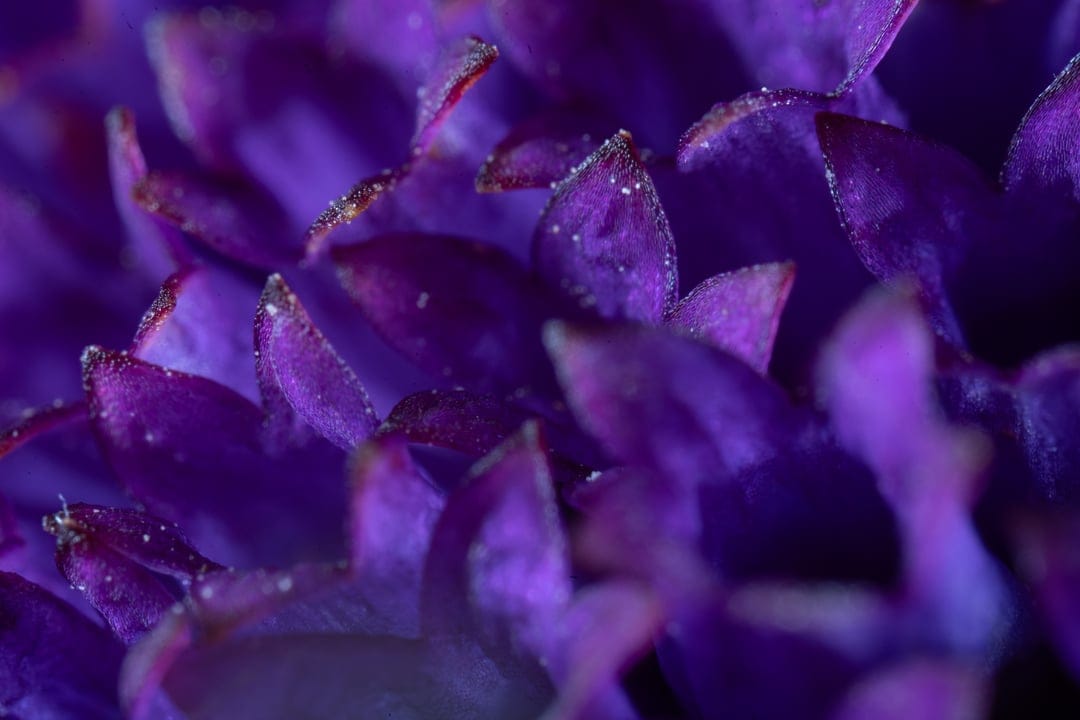 Purple flower petals with translucent water droplets showcasing intricate veins and a soft bokeh background.