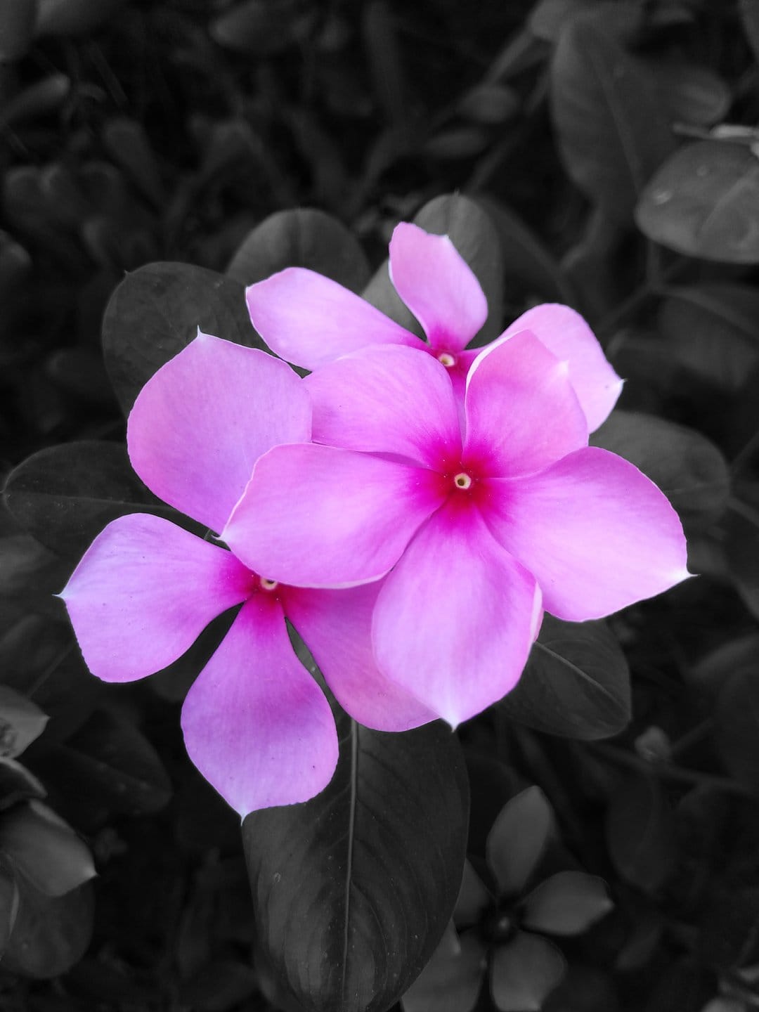 Pink vinca flowers with magenta centers bloom against a desaturated black and white leaf background.