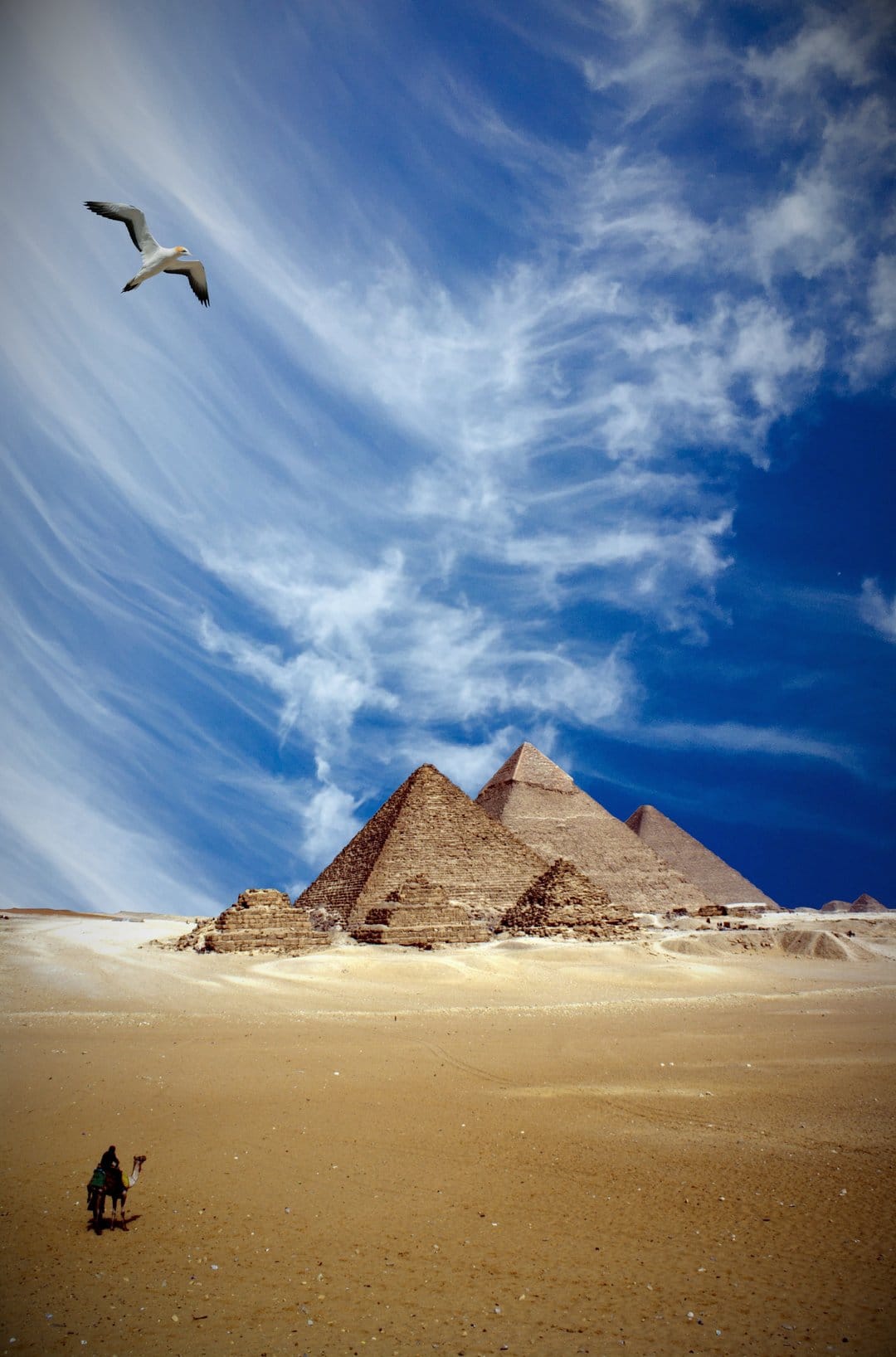 Great Pyramids of Giza tower over a lone camel rider and a soaring seagull against a clear blue sky.