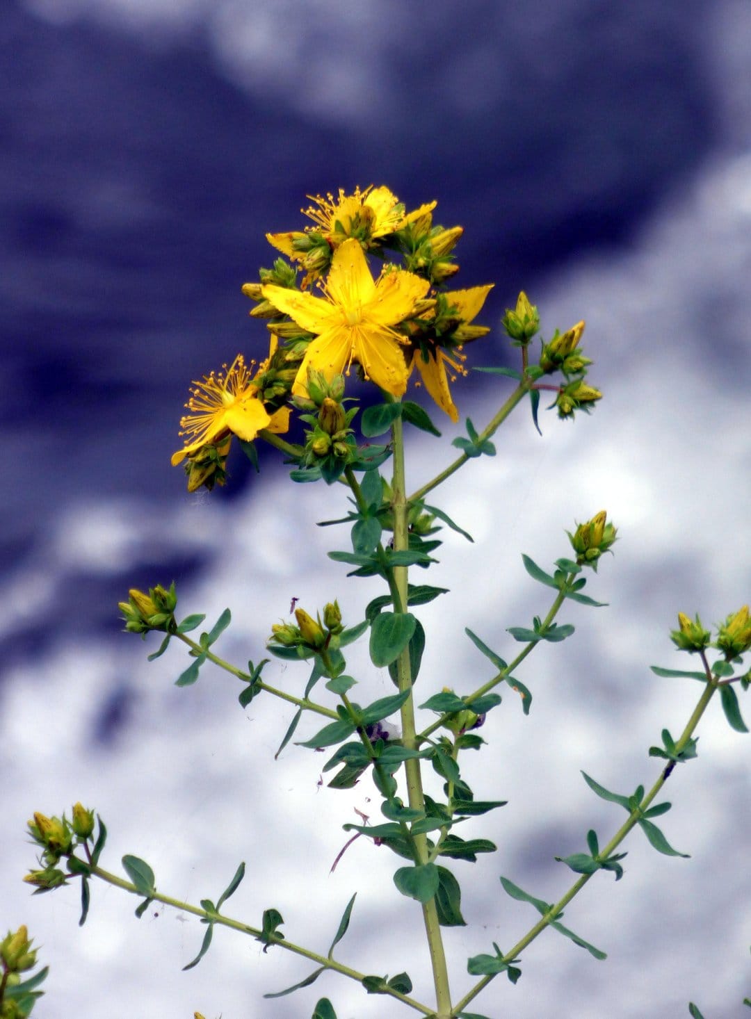 Yellow St. John's Wort flowers with long stamens bloom against a dark blue and white cloudy sky backdrop.