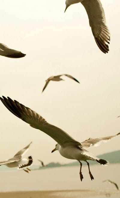 birds,seagulls,sky,swing