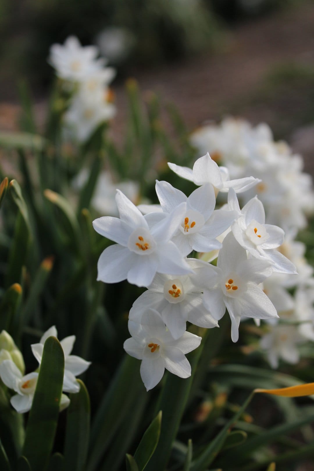 White narcissus flowers with yellow centers bloom in a garden against a soft blurred dark green background.