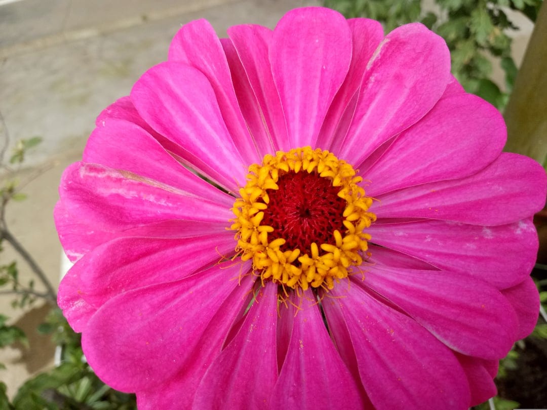 Pink zinnia flower with a bright yellow center and soft green background in a detailed macro close-up view.