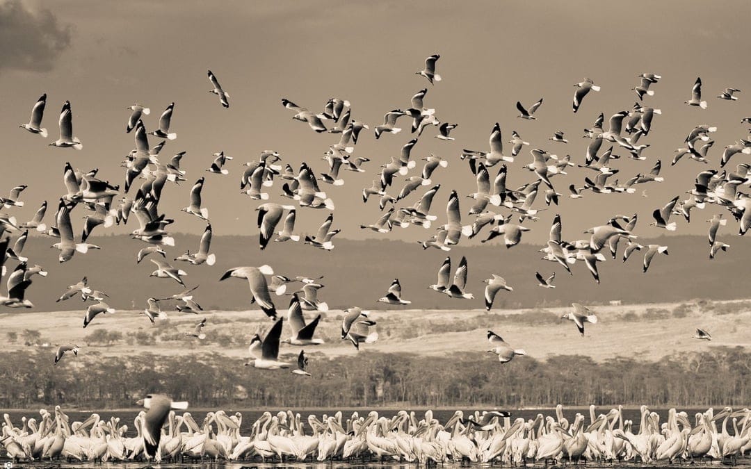 Thousands of birds in flight above a dense group of pelicans by the water in a dramatic sepia-toned landscape.