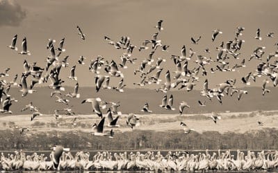birds,nature,field,sky