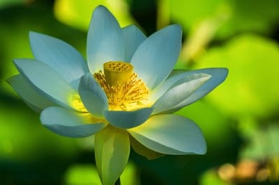lotus flower, white lotus, water lily, flower photography, nature, botany, flora, blooming flower, close-up, macro photography, serene, tranquil, beauty, purity, elegance, garden, pond, zen, spirituality, fresh, vibrant, yellow center, natural beauty