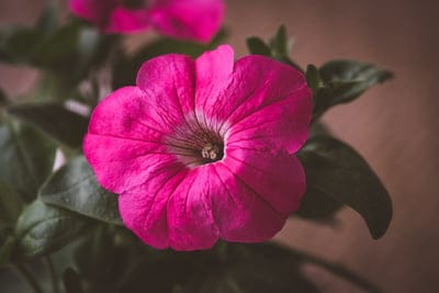 Pink petunia flower with detailed veins and soft petals against a blurred green and brown garden background.