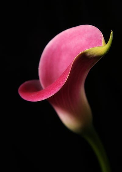 color,nature,flower,flower wallpaper,flower background,bright,flora,lily,pink,black,beautiful flowers,black color