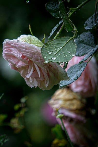 pink,rose,rain,flower,beautiful flower,spring,nature,garden,flower background,flower wallpaper