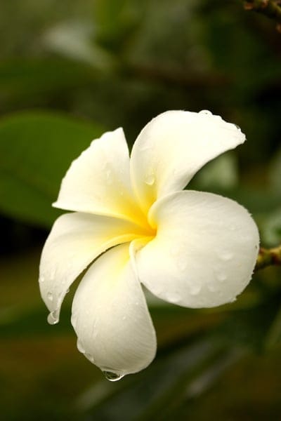 White plumeria flower with a yellow center and clear water droplets against a dark green bokeh background.