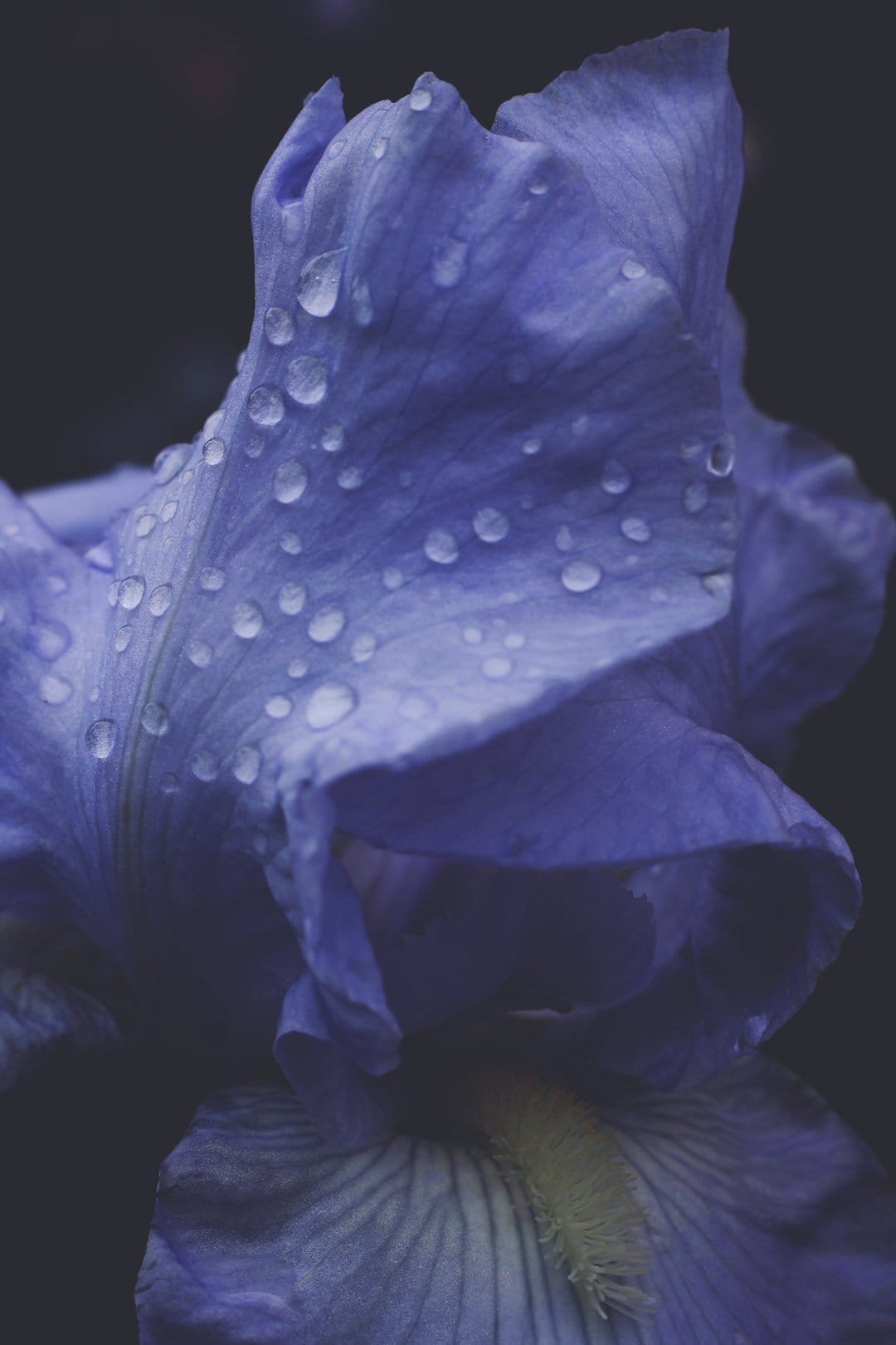 Blue iris flower petal covered in clear water droplets against a dark, moody, out-of-focus background.