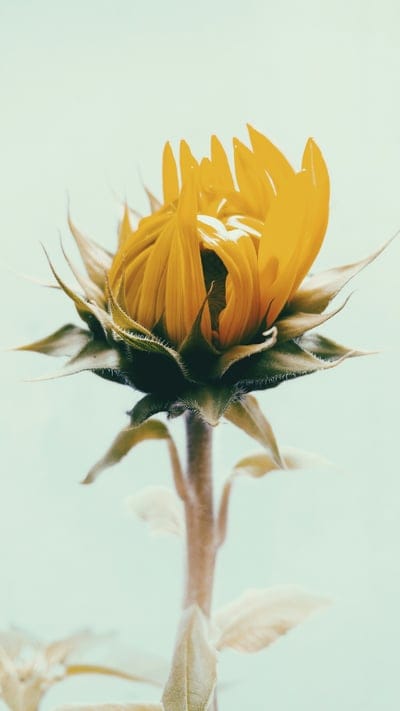 Sunflower wallpaper,Sunflower,Sunflower background,flower,flower wallpaper