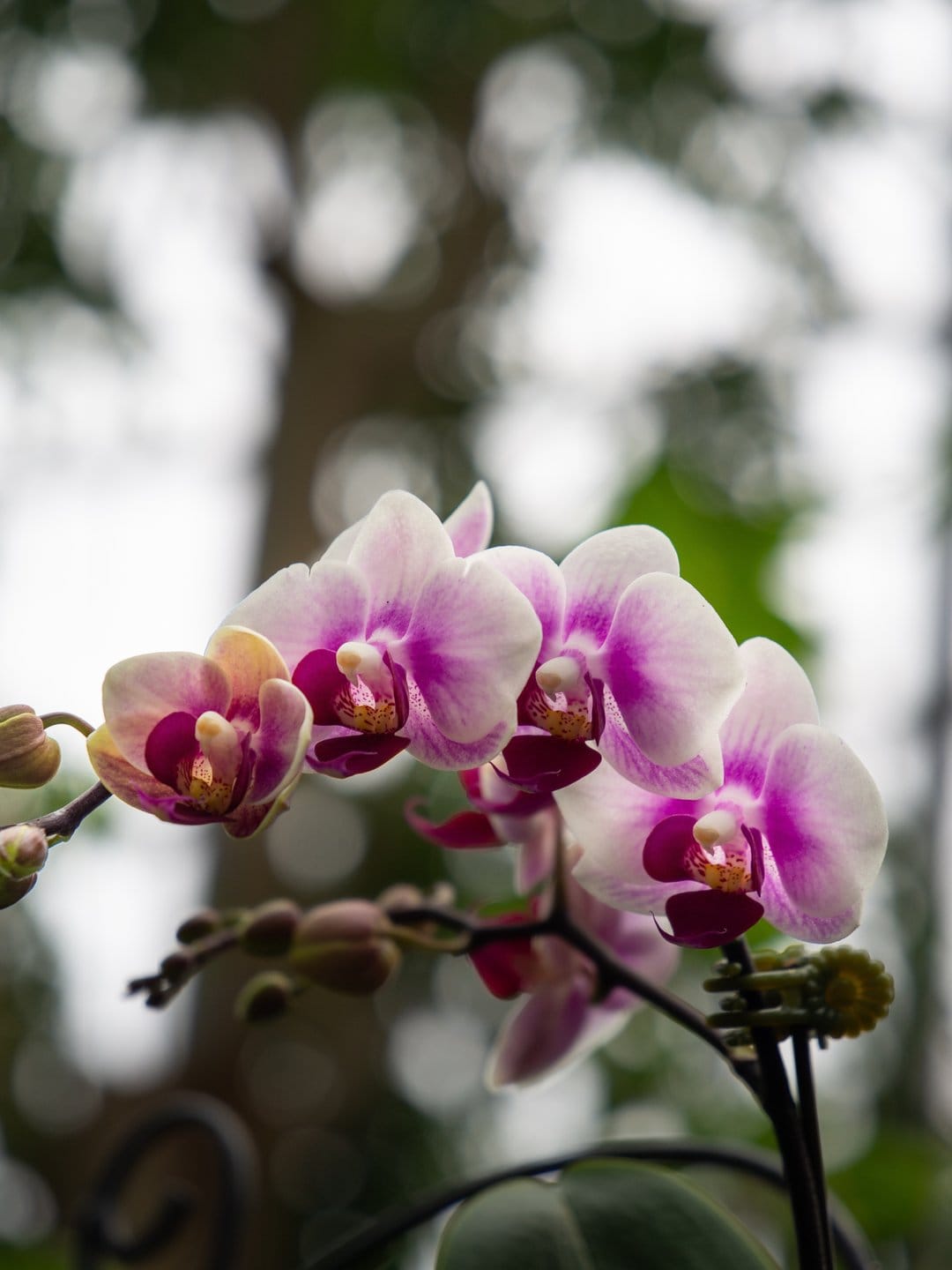 Pink and white orchid petals with deep magenta centers and yellow stigmas against a blurred green background.