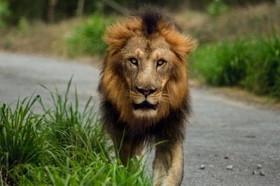 Angry lion,Angry lion wallpaper,Angry lion background,wildlife,animal