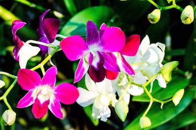 Purple and pink orchid flowers bloom among green leaves and buds in a detailed macro botanical close-up.